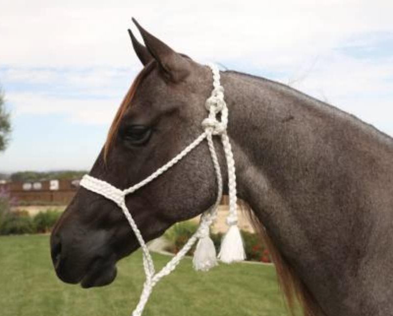 Cowboy Braided Rope Halter