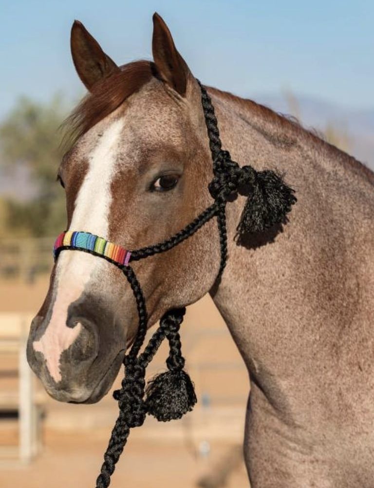 Beaded Cowboy Braided Rope Halter