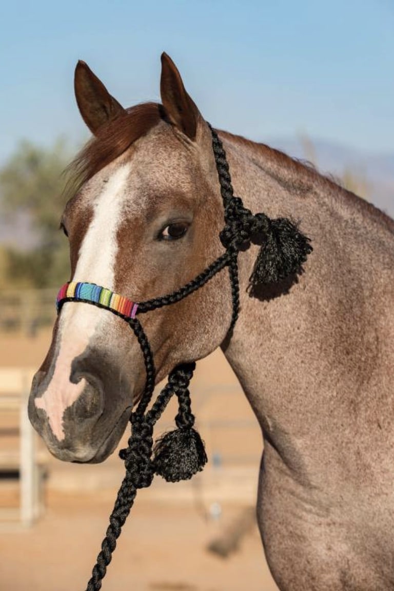 Beaded Cowboy Braided Rope Halter