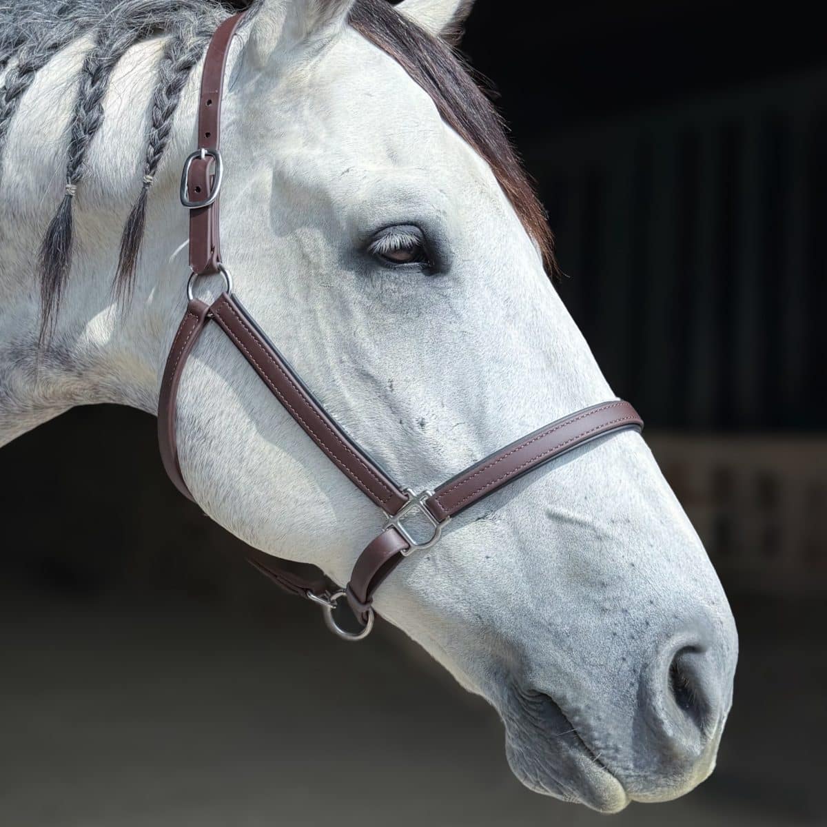 Beta Biothane Halter