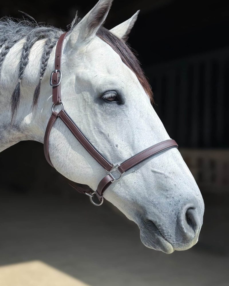 Beta Biothane Halter